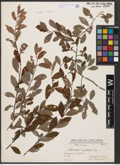Foto von Salix aurita L. x Salix myrtilloides L.